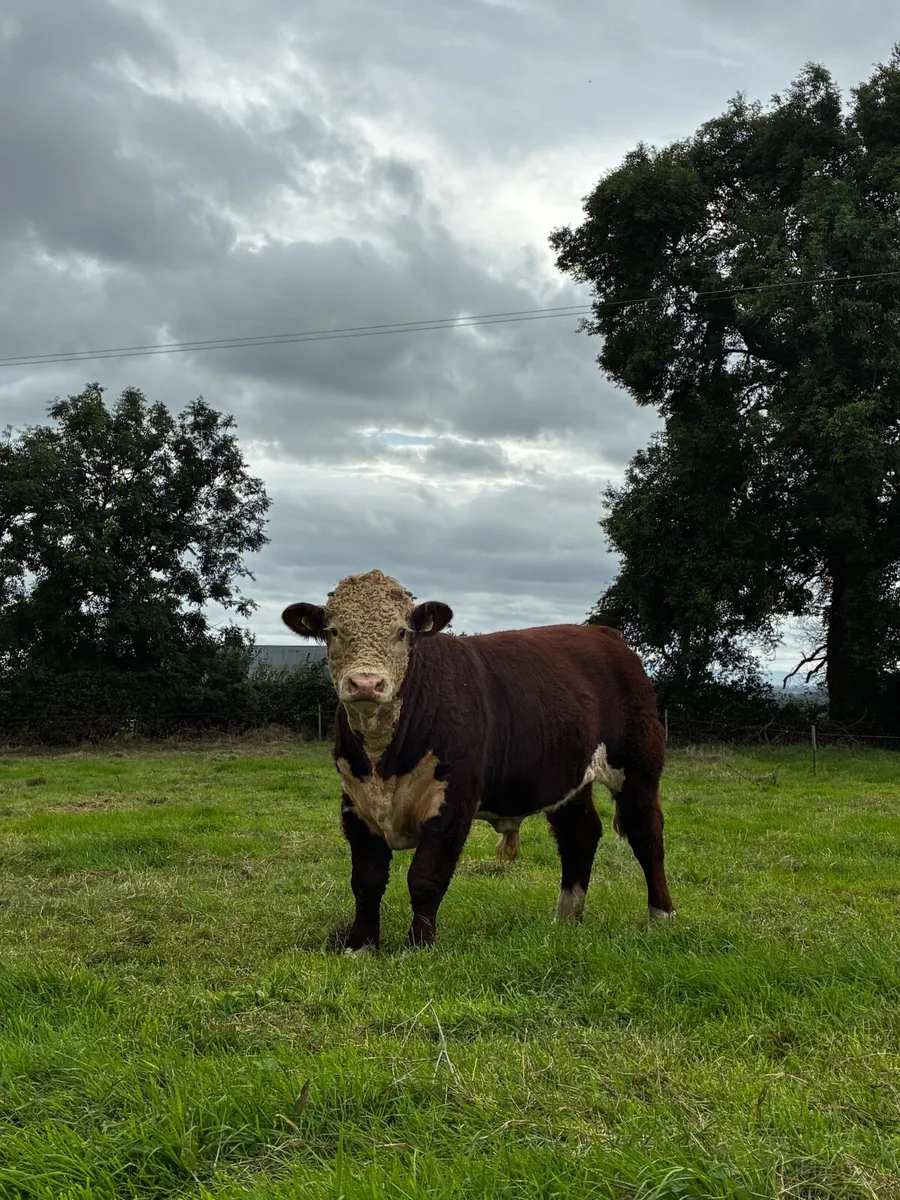 Hereford Bulls - Image 3