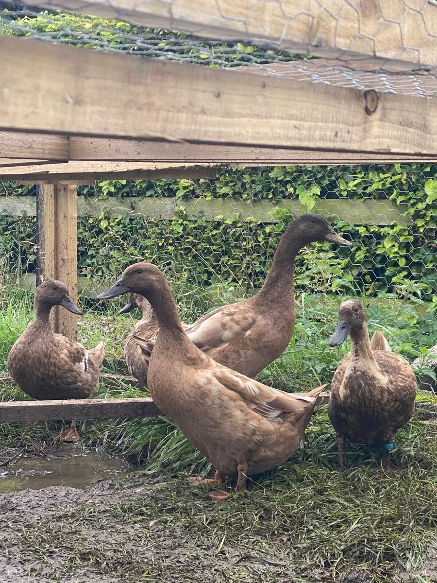 Ducks and Geese