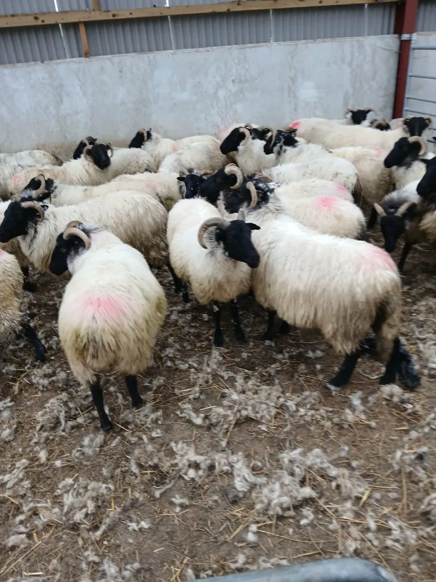 Mayo horned hoggets