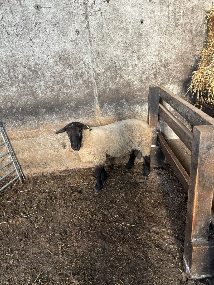 2 year old Suffolk ram - Image 1