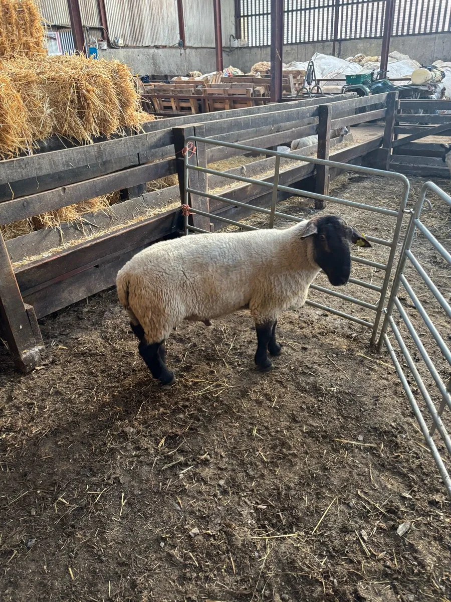 2 year old Suffolk ram - Image 2