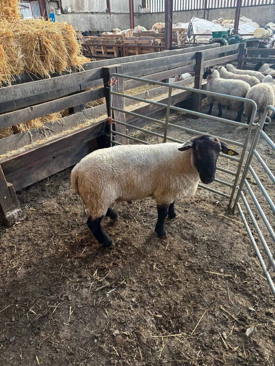 2 year old Suffolk ram - Image 3