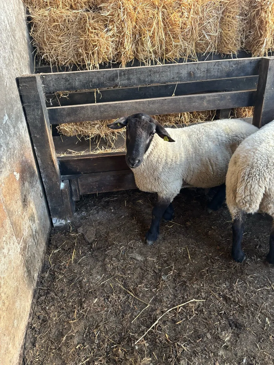2 year old Suffolk ram - Image 4