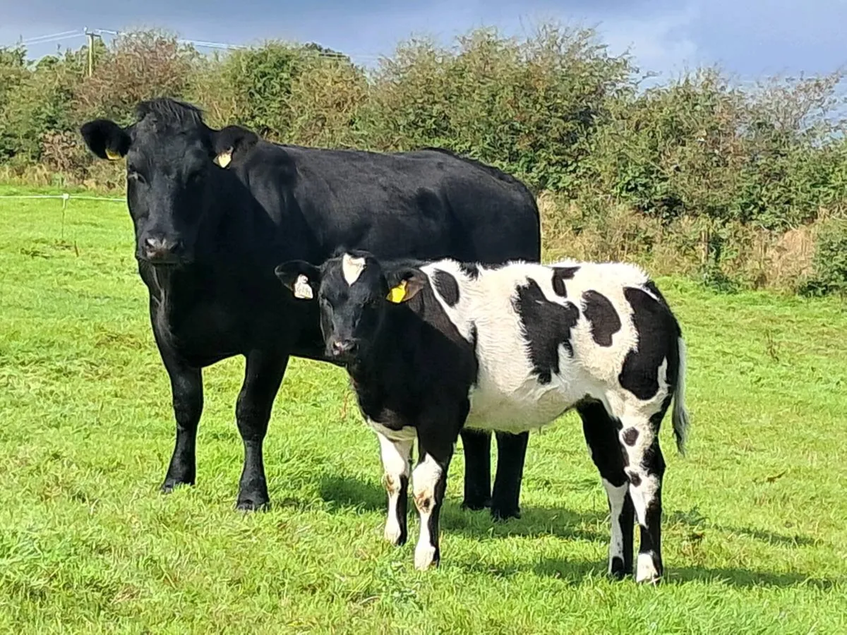BB Second Calver - Image 1