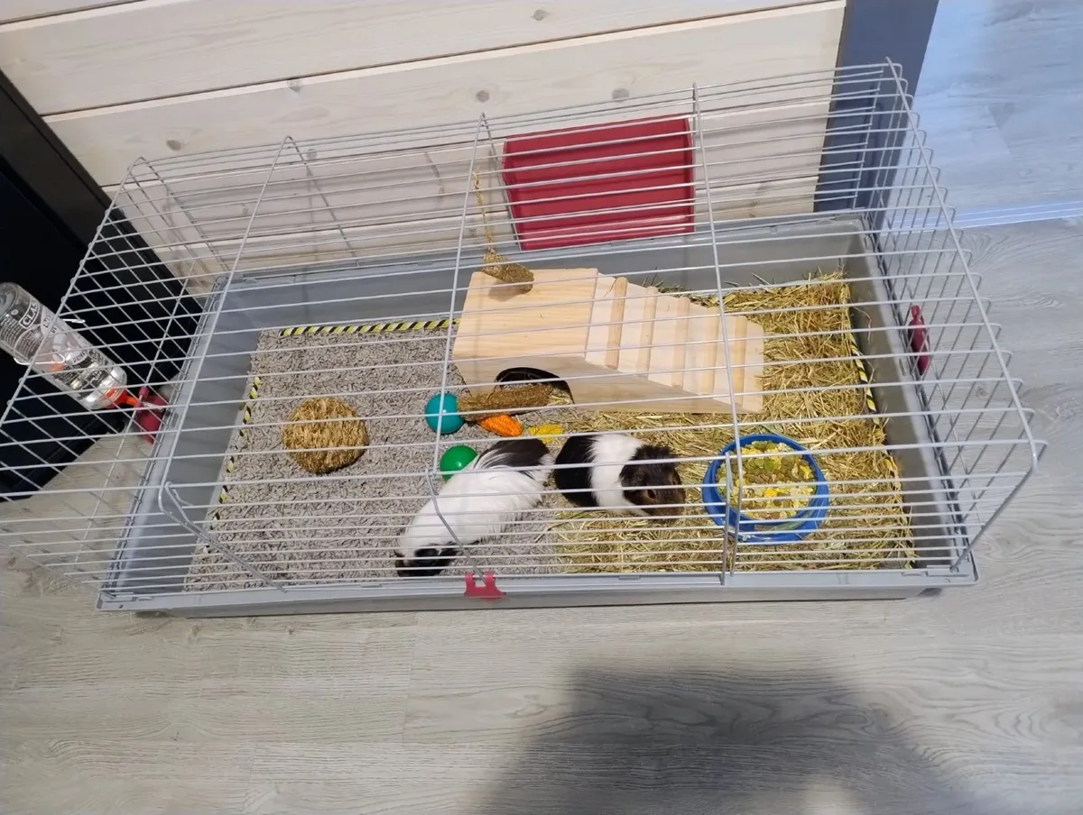 2 Guinea pigs, cage, food and bedding - Image 2