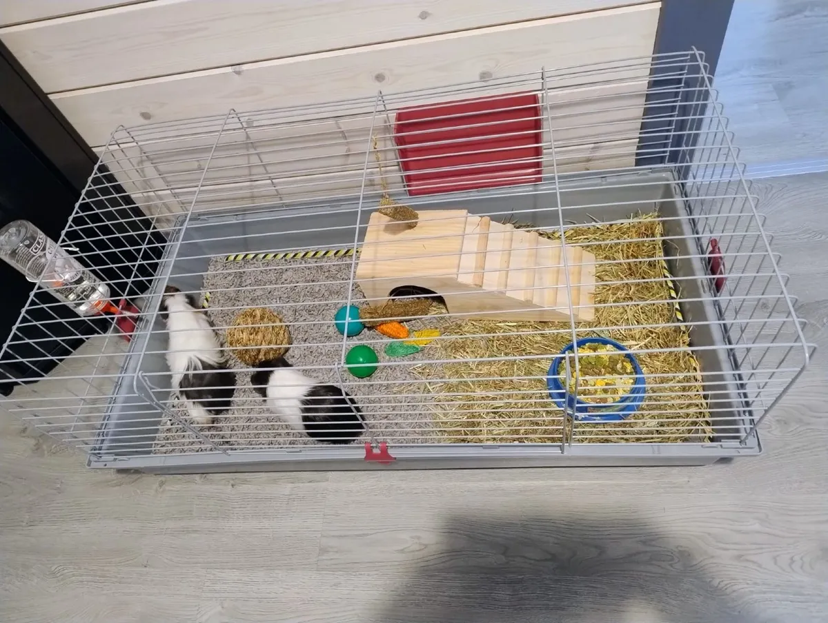 2 Guinea pigs, cage, food and bedding - Image 3