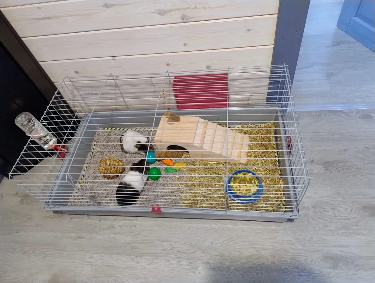 2 Guinea pigs, cage, food and bedding - Image 4