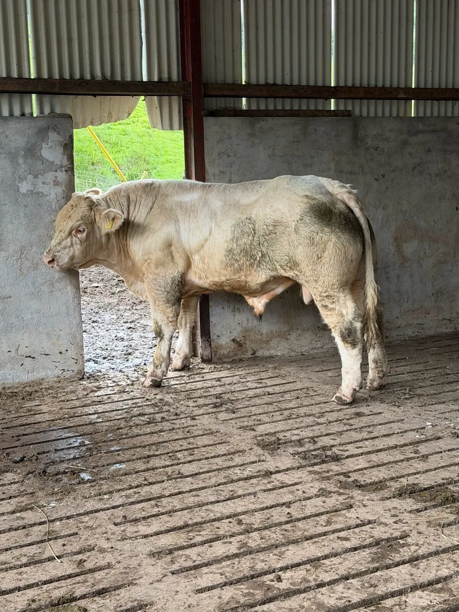 Pedigree Charolais bulls - Image 1