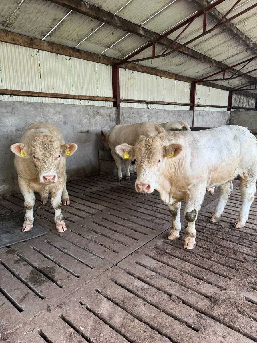 Pedigree Charolais bulls - Image 2