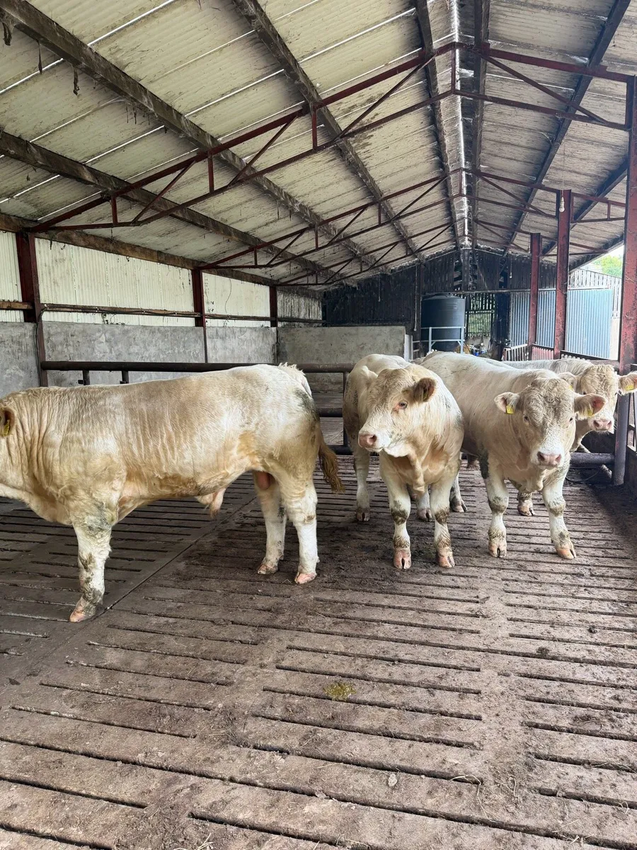 Pedigree Charolais bulls - Image 3