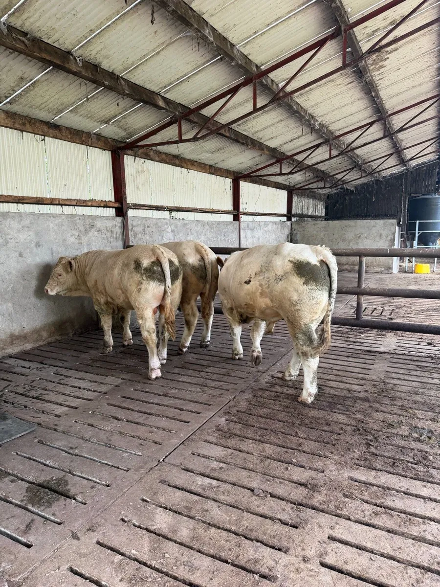 Pedigree Charolais bulls - Image 4