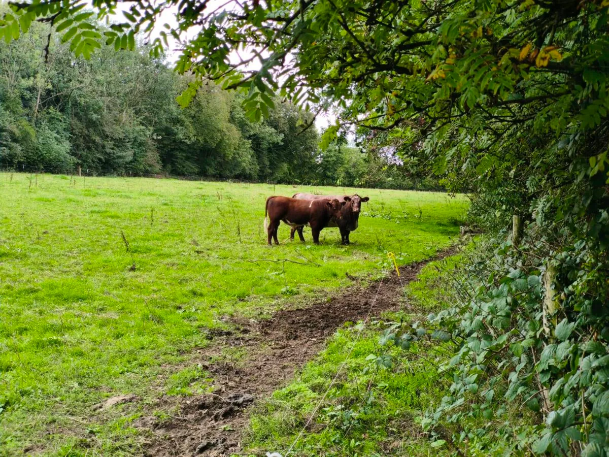 Shorthorn Bull - Image 2