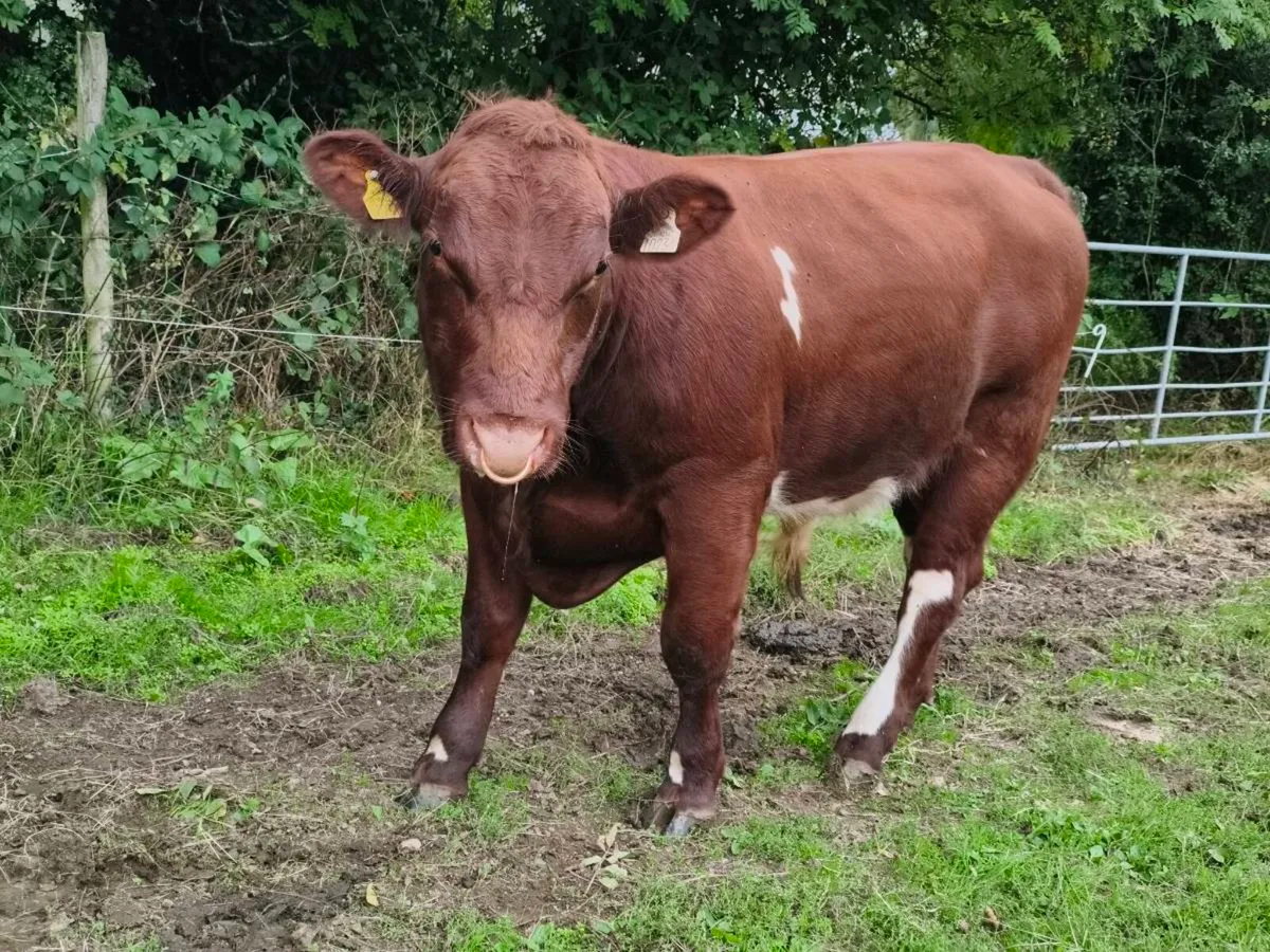 Shorthorn Bull - Image 3