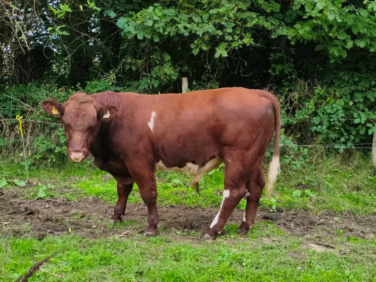 Shorthorn Bull - Image 1