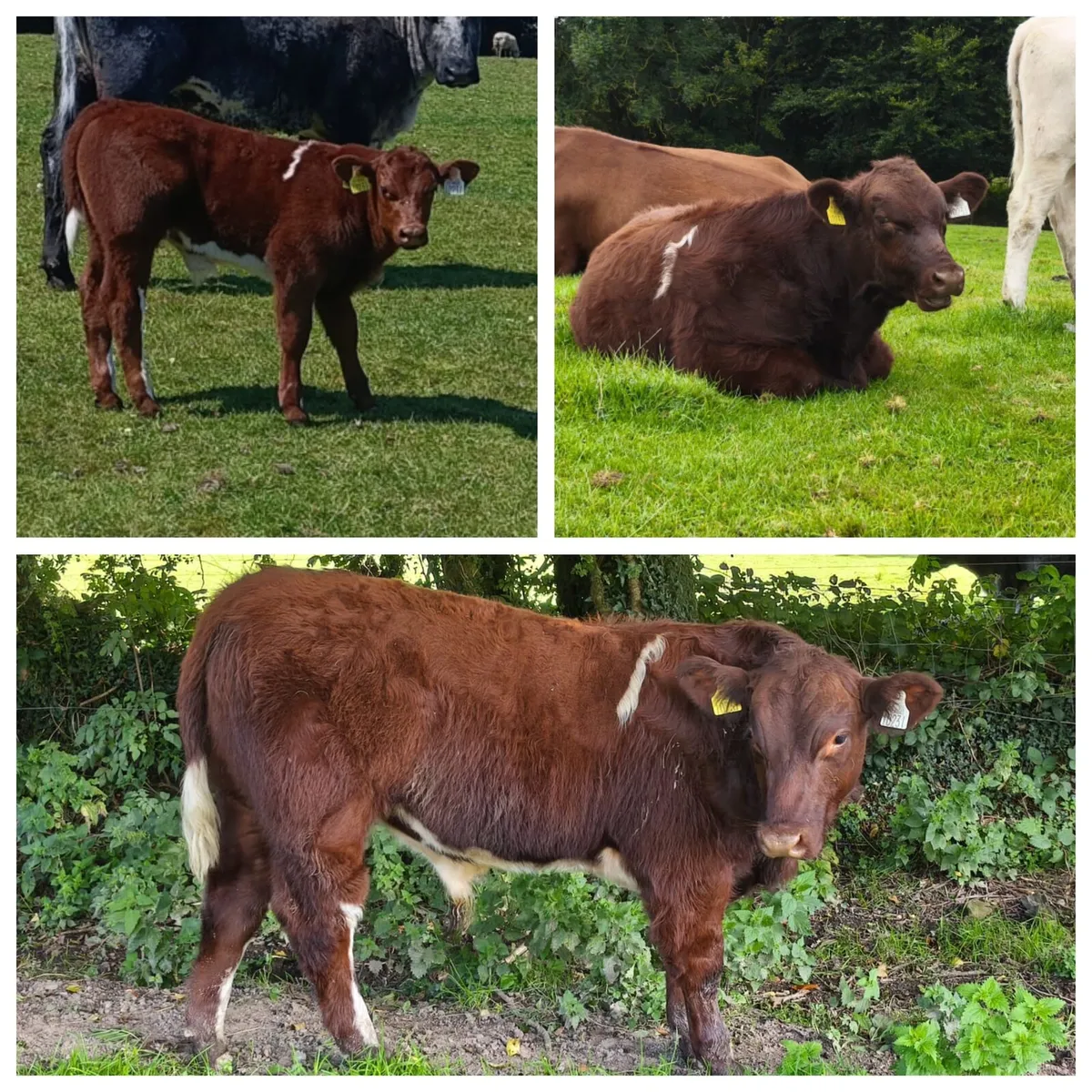 Shorthorn Bull - Image 4