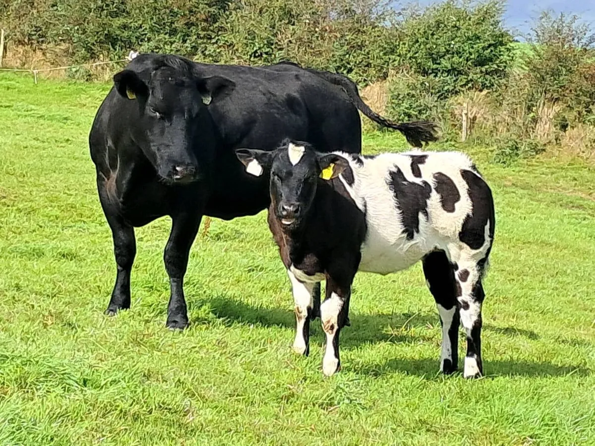 BB Second Calver - Image 2