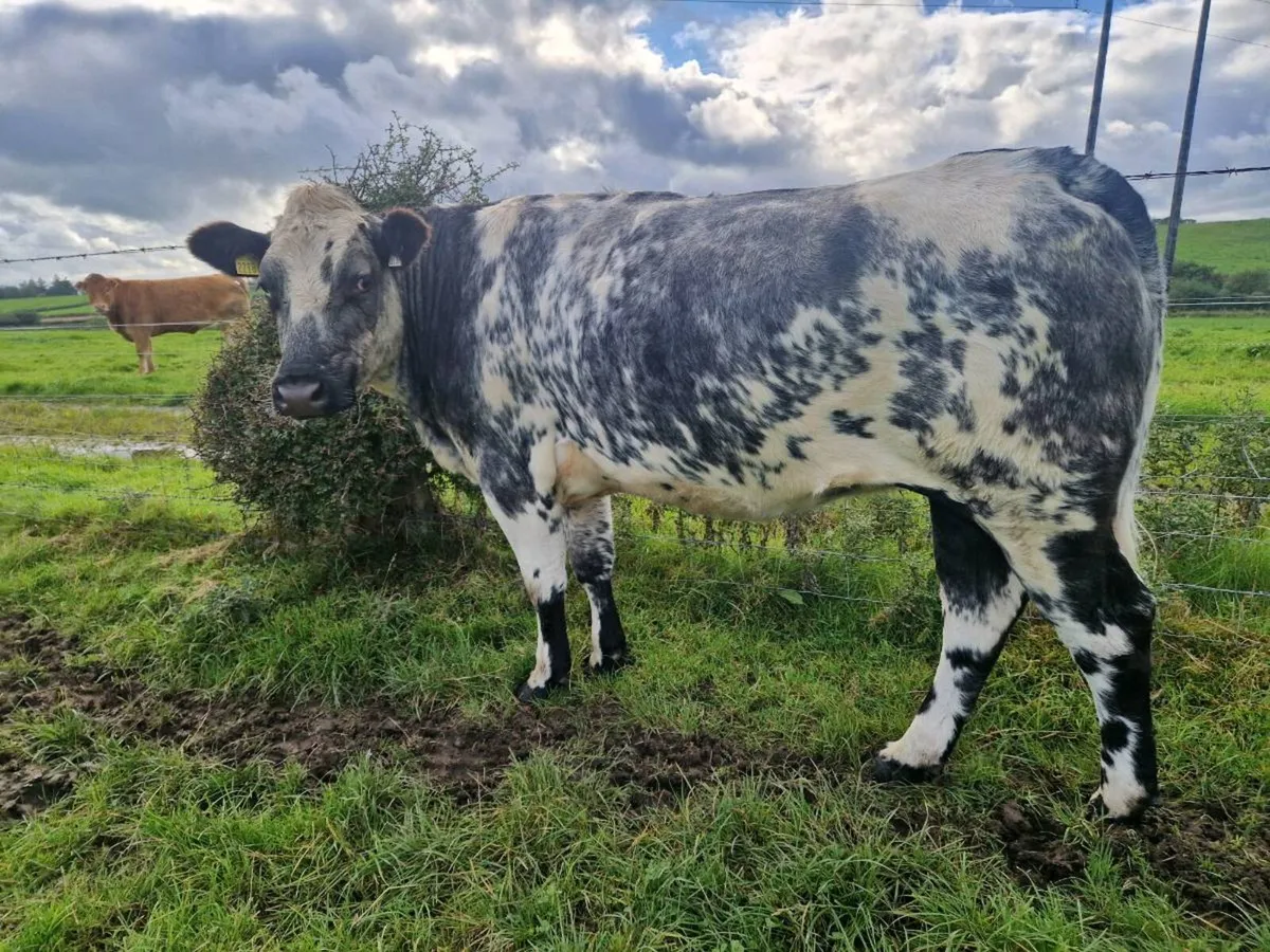 Breeding Heifers 4&5 Star - Image 2