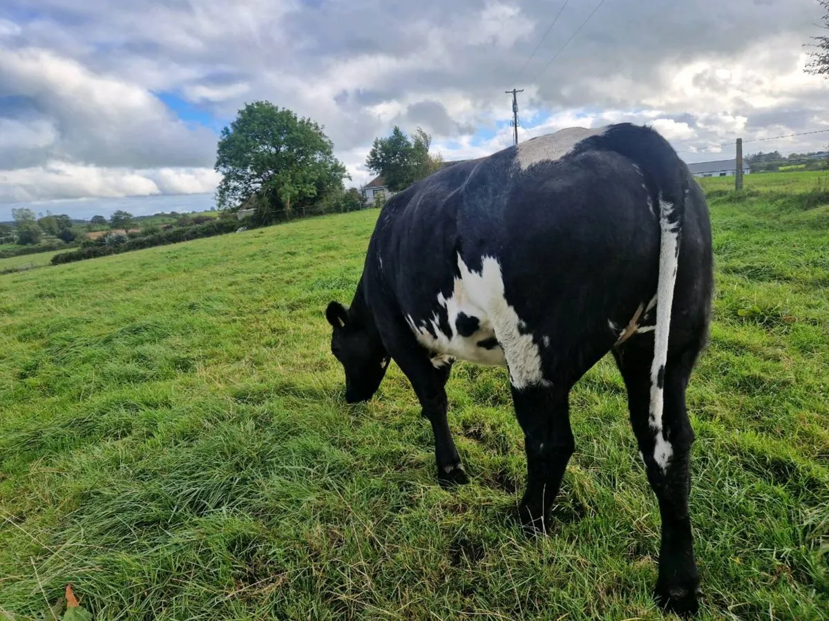 Breeding Heifers 4&5 Star - Image 3