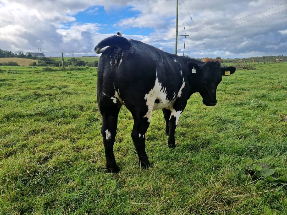 Breeding Heifers 4&5 Star - Image 4