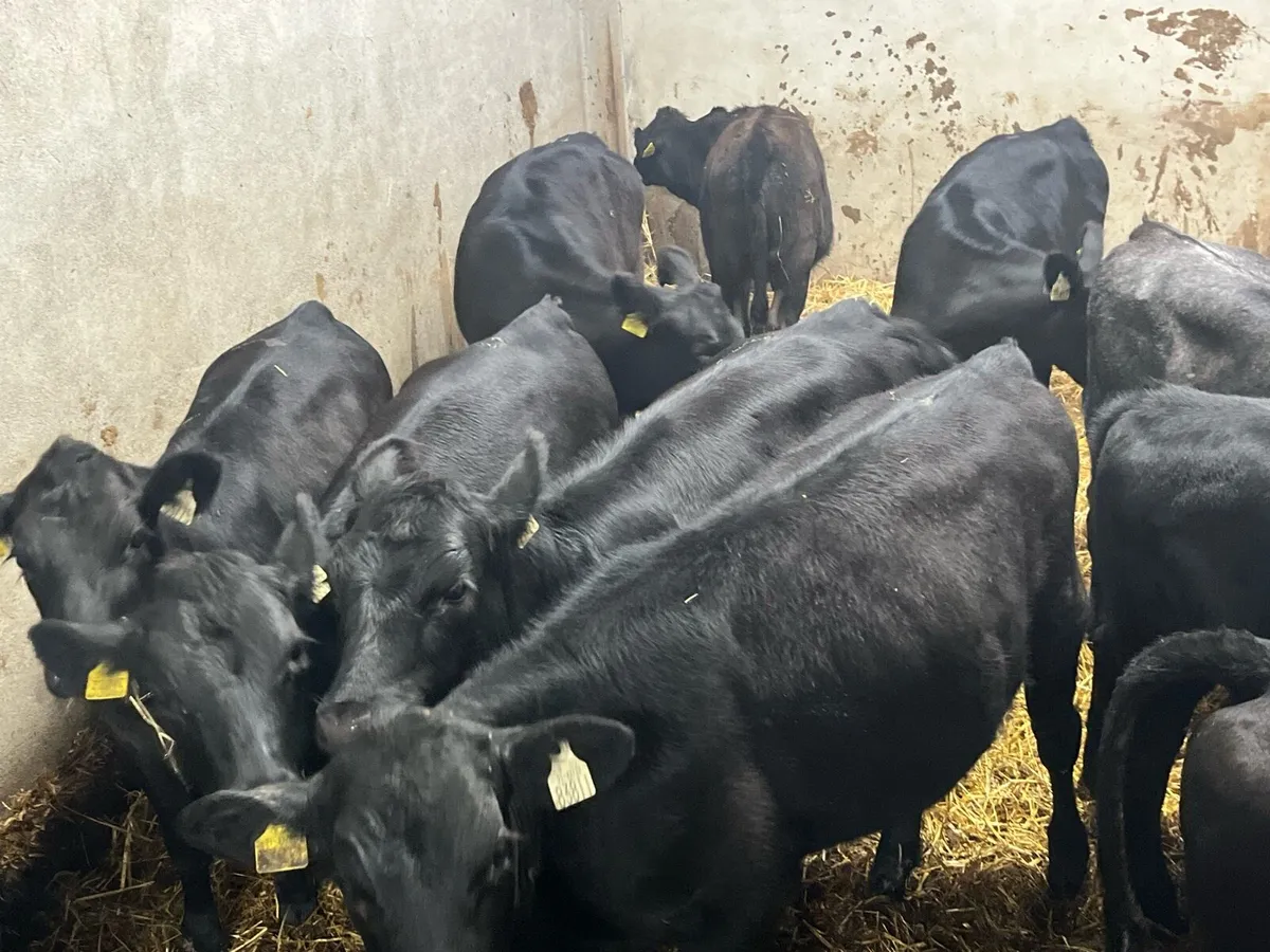16 Super Black Angus Heifer Weanlings - Image 2