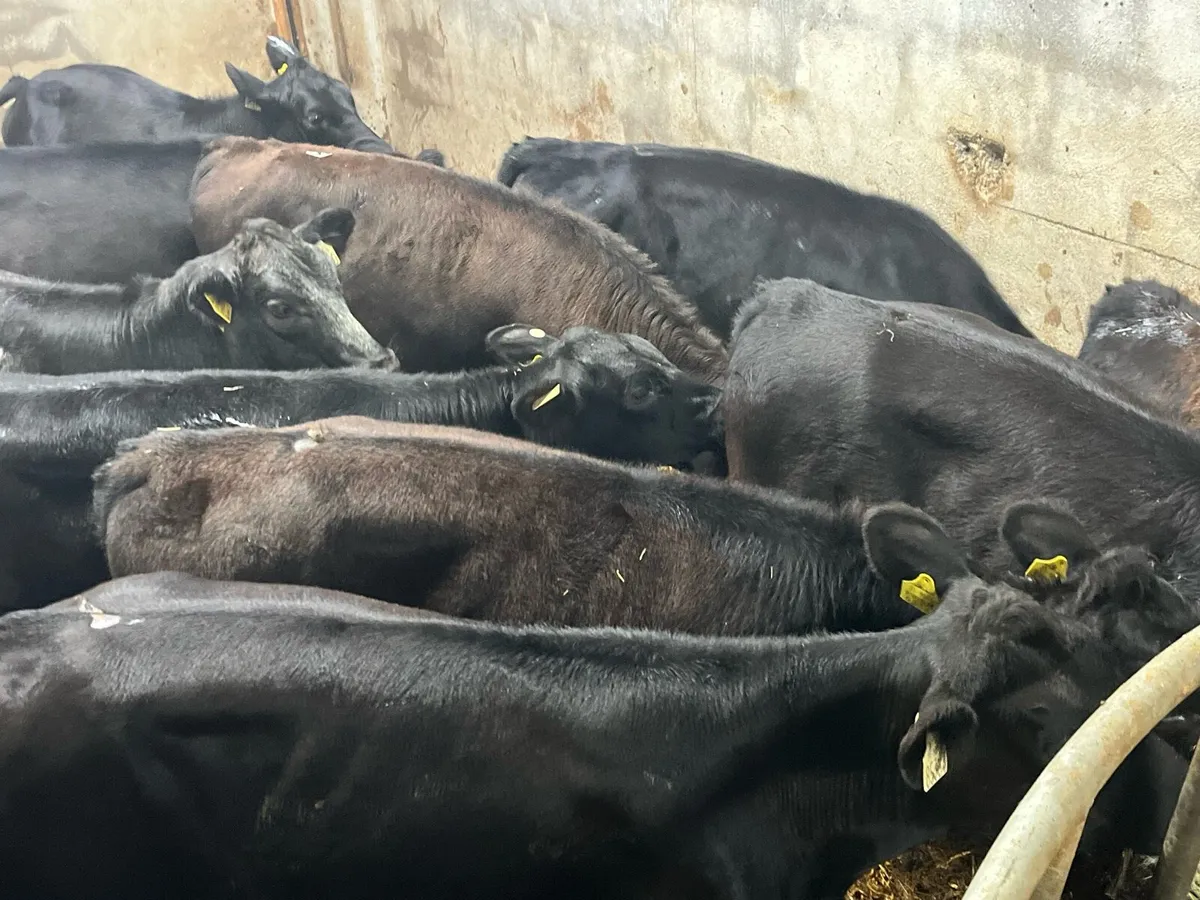 16 Super Black Angus Heifer Weanlings - Image 3