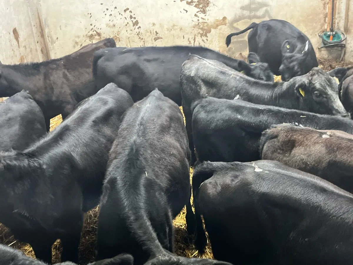 16 Super Black Angus Heifer Weanlings - Image 4