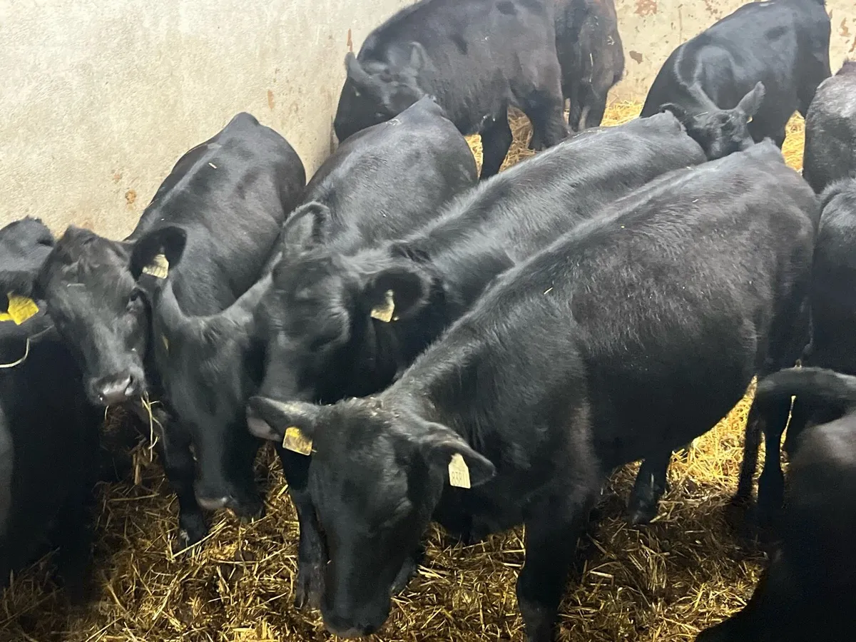 16 Super Black Angus Heifer Weanlings - Image 1