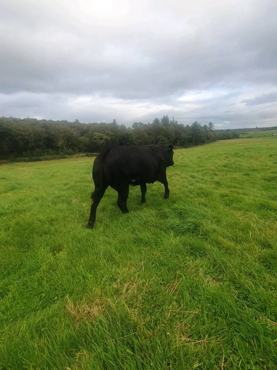 Hybrid BB/LM Heifer Balla this Saturday - Image 1