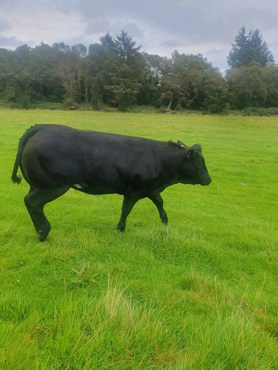 Hybrid BB/LM Heifer Balla this Saturday - Image 3