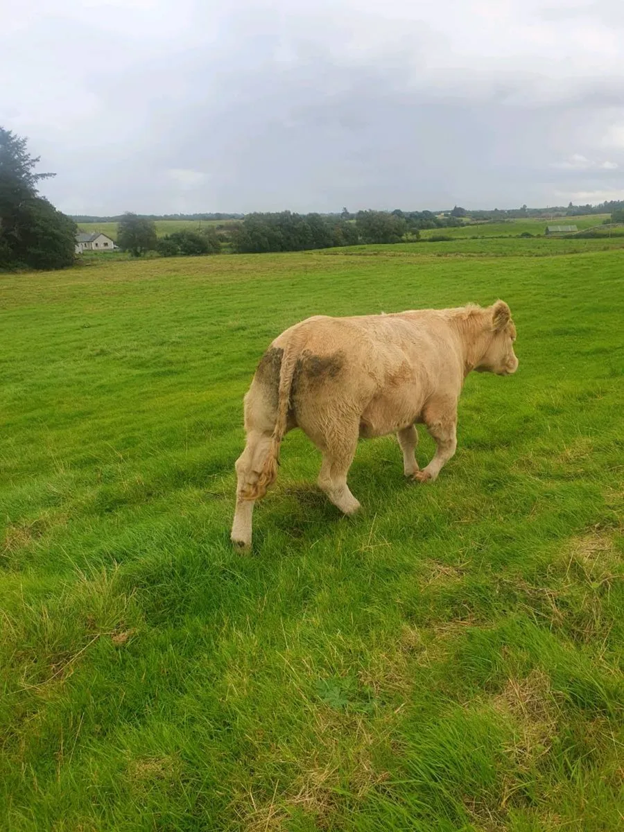 Hybrid BB/LM Heifer Balla this Saturday - Image 4