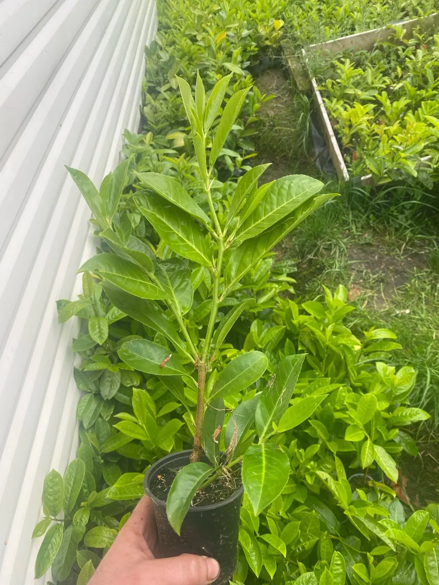 Laurel hedging 1.5foot tall - Image 3