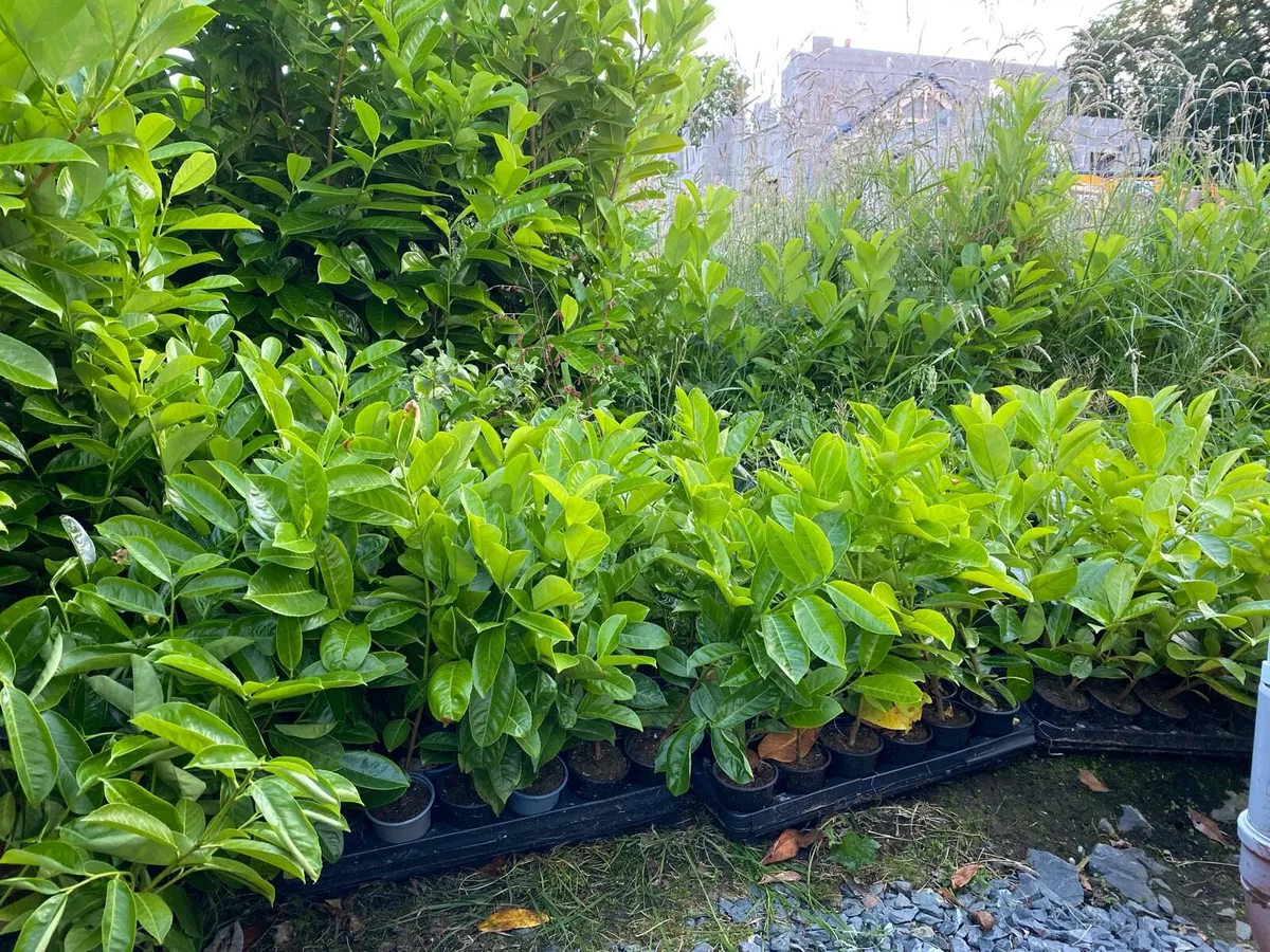 Laurel hedging 1.5foot tall - Image 4