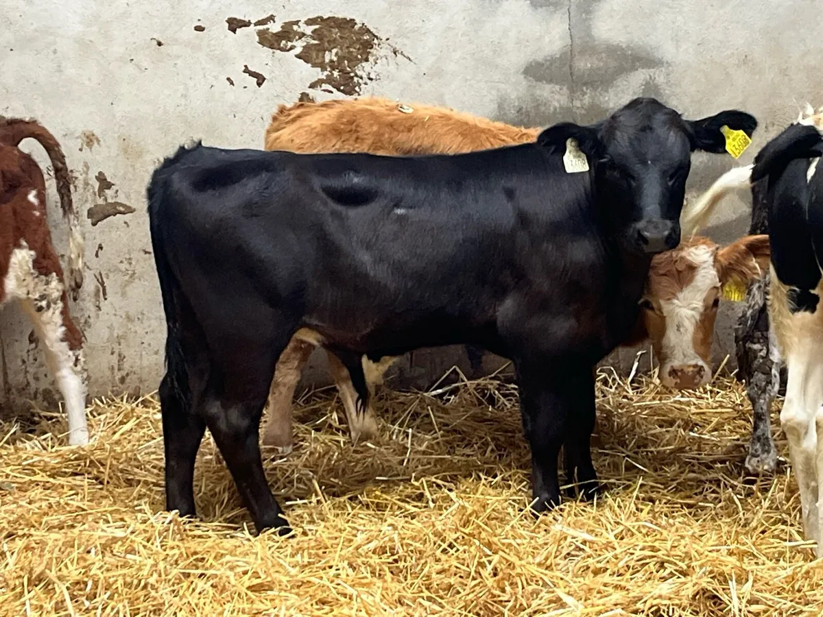 Smashing Runner Bull Weanlings - Image 1