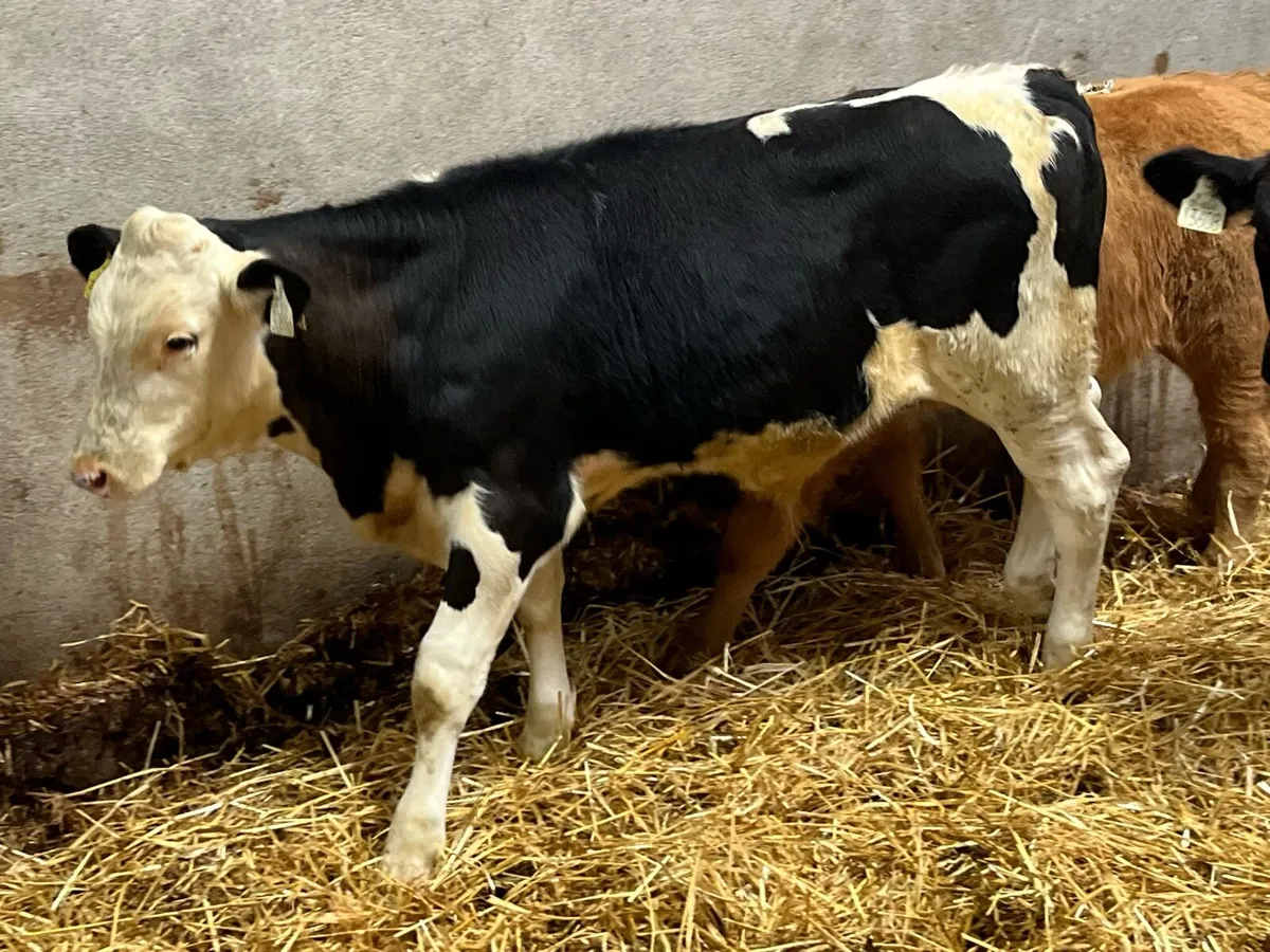 Smashing Runner Bull Weanlings - Image 2