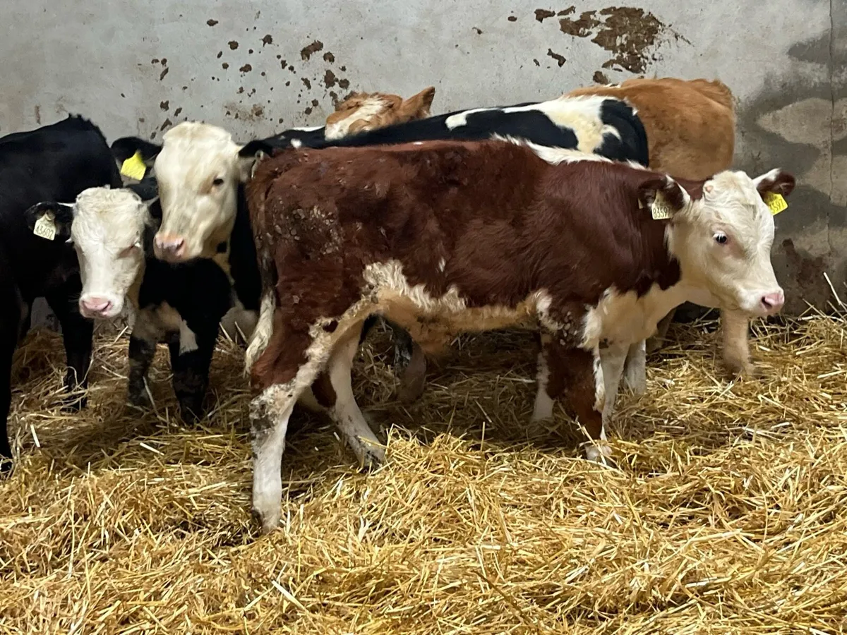 Smashing Runner Bull Weanlings - Image 3