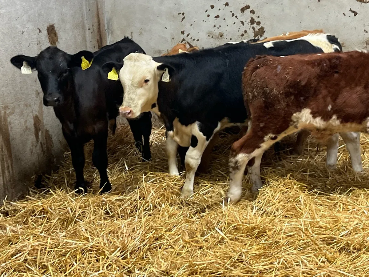 Smashing Runner Bull Weanlings - Image 4