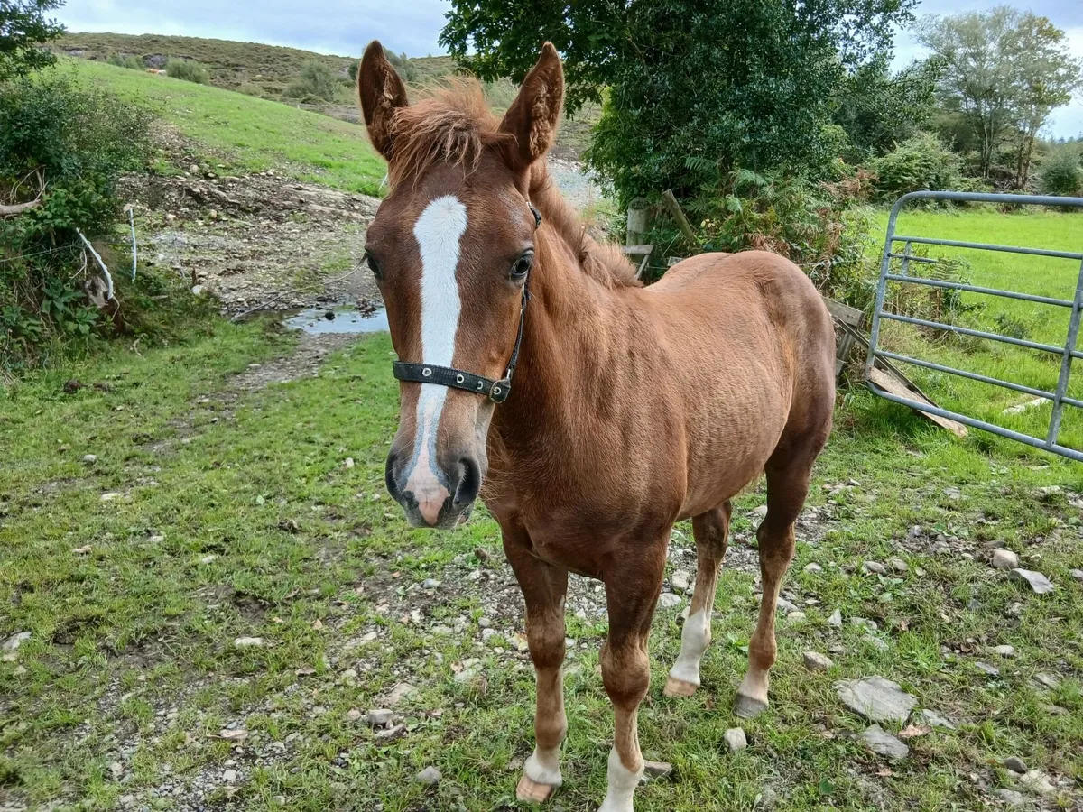 Irish draught filly foal - Image 1