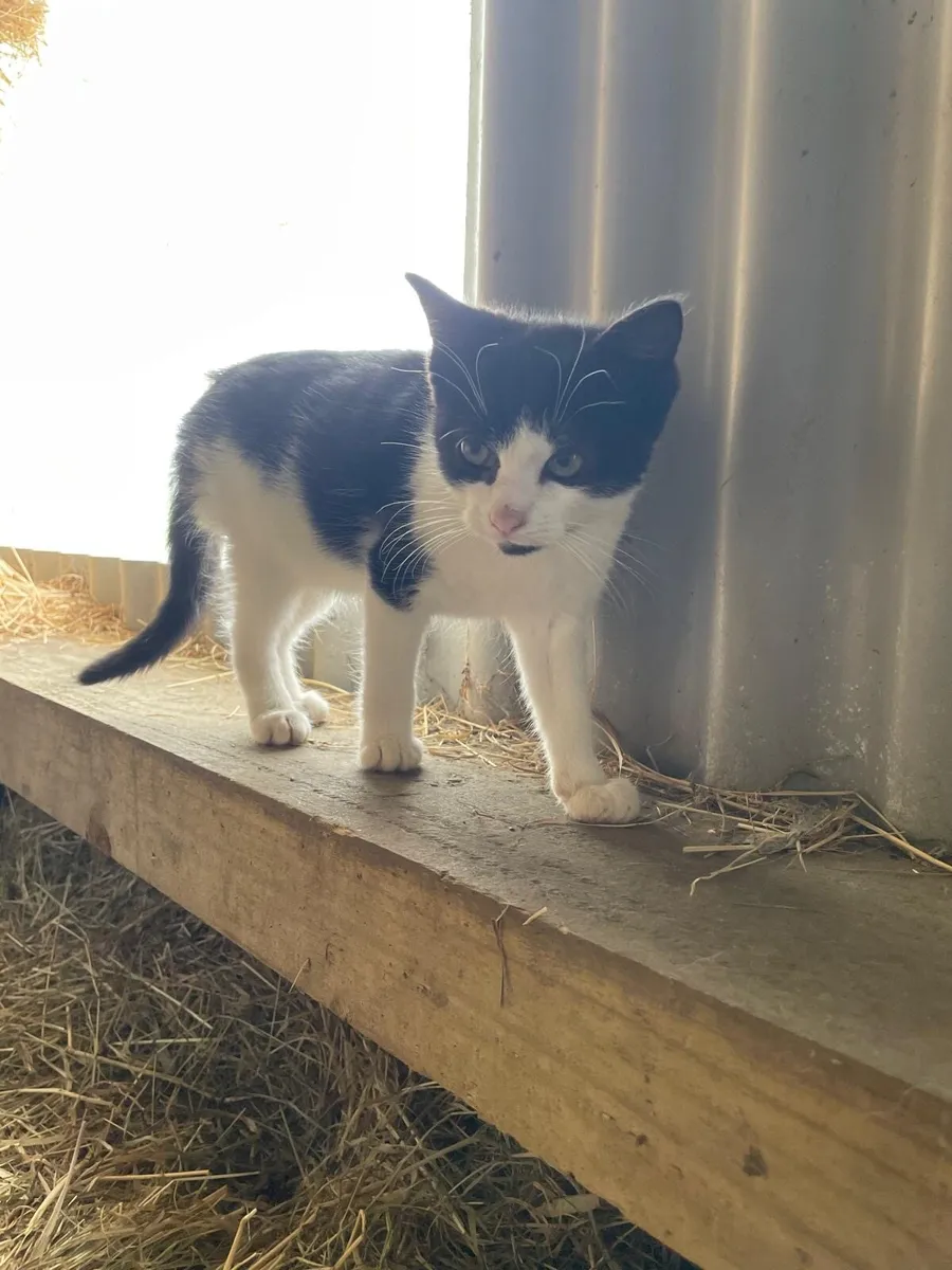 Kittens - Image 1