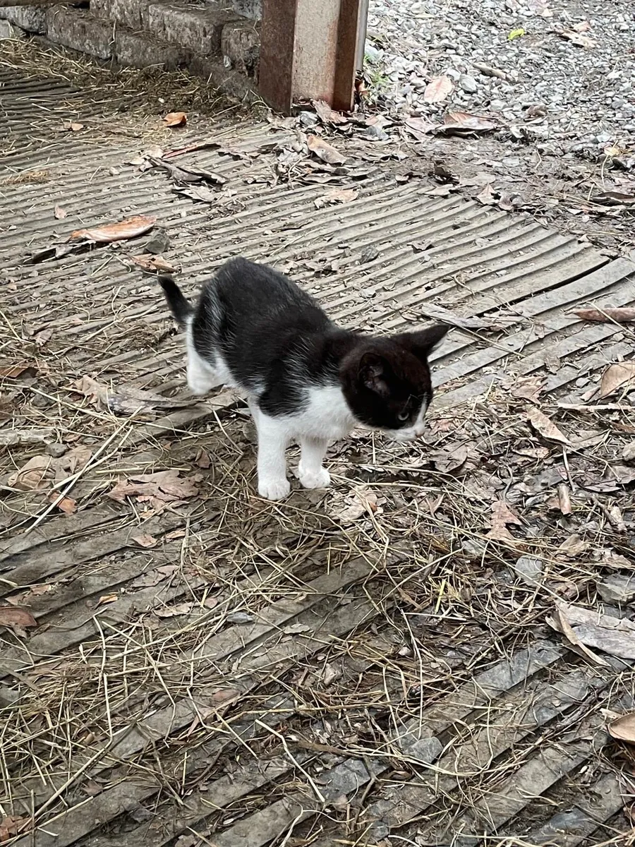 Kittens - Image 2