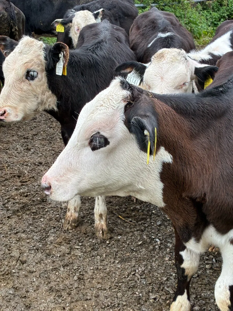 23 RUNNERS 4 MONTHS HEX HEIFERS/BULLS - Image 1