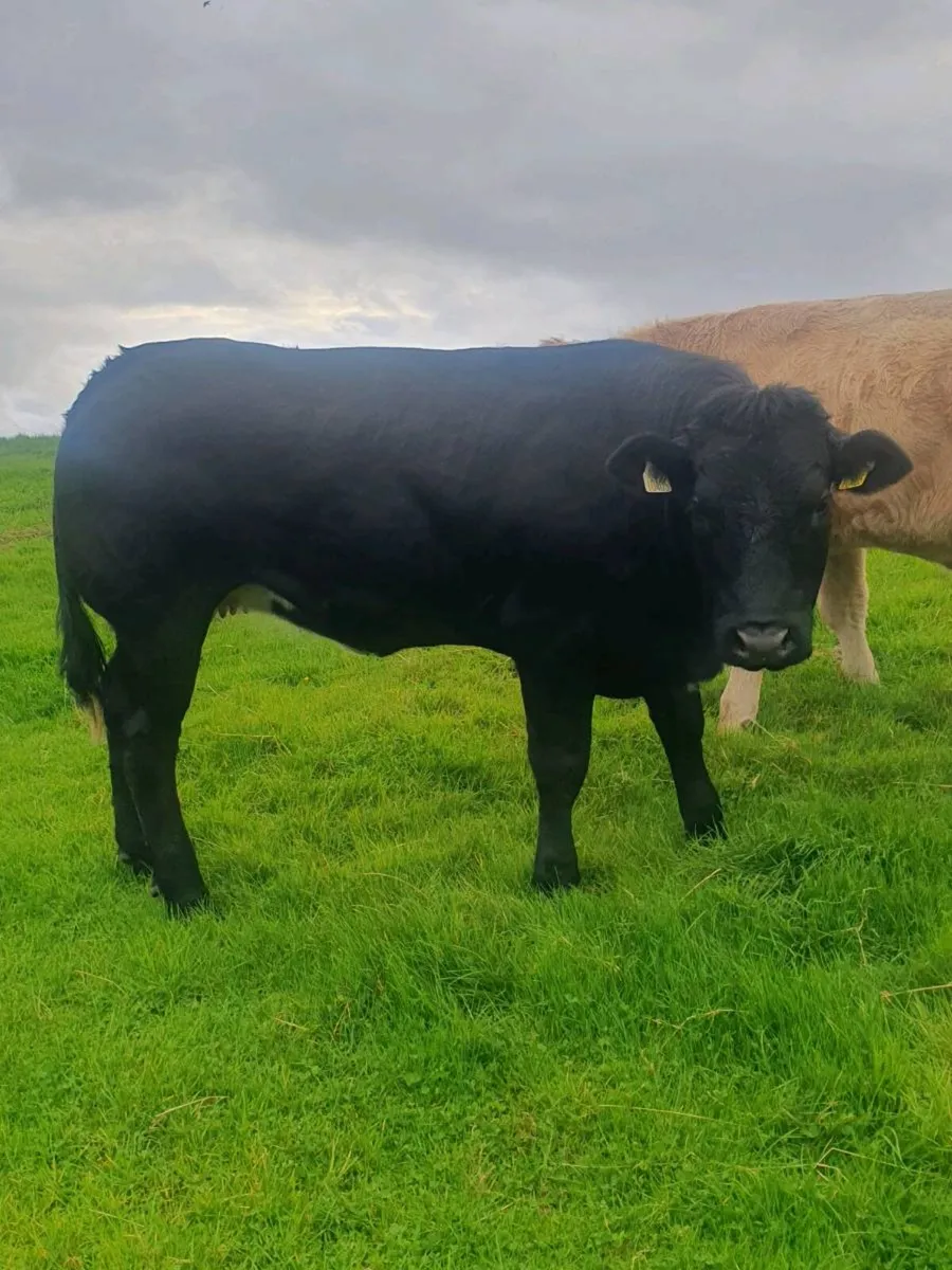 Hybrid BB/LM Heifer Balla this Saturday - Image 2