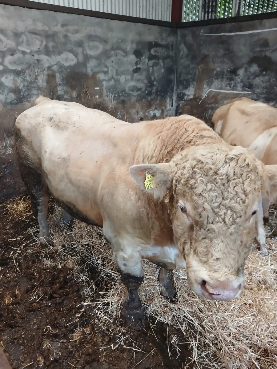 Pedigree charlois bull - Image 1