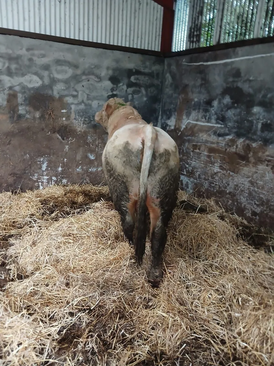 Pedigree charlois bull - Image 3
