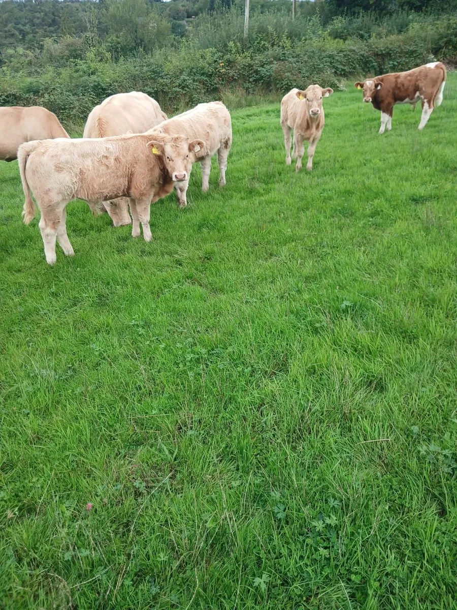 Pedigree charlois bull - Image 4