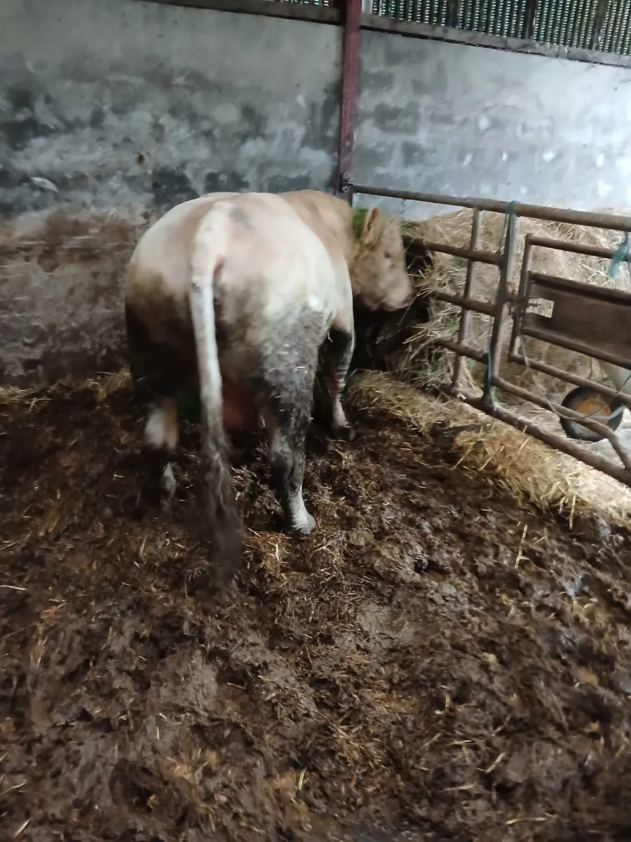 Pedigree charlois bull - Image 2
