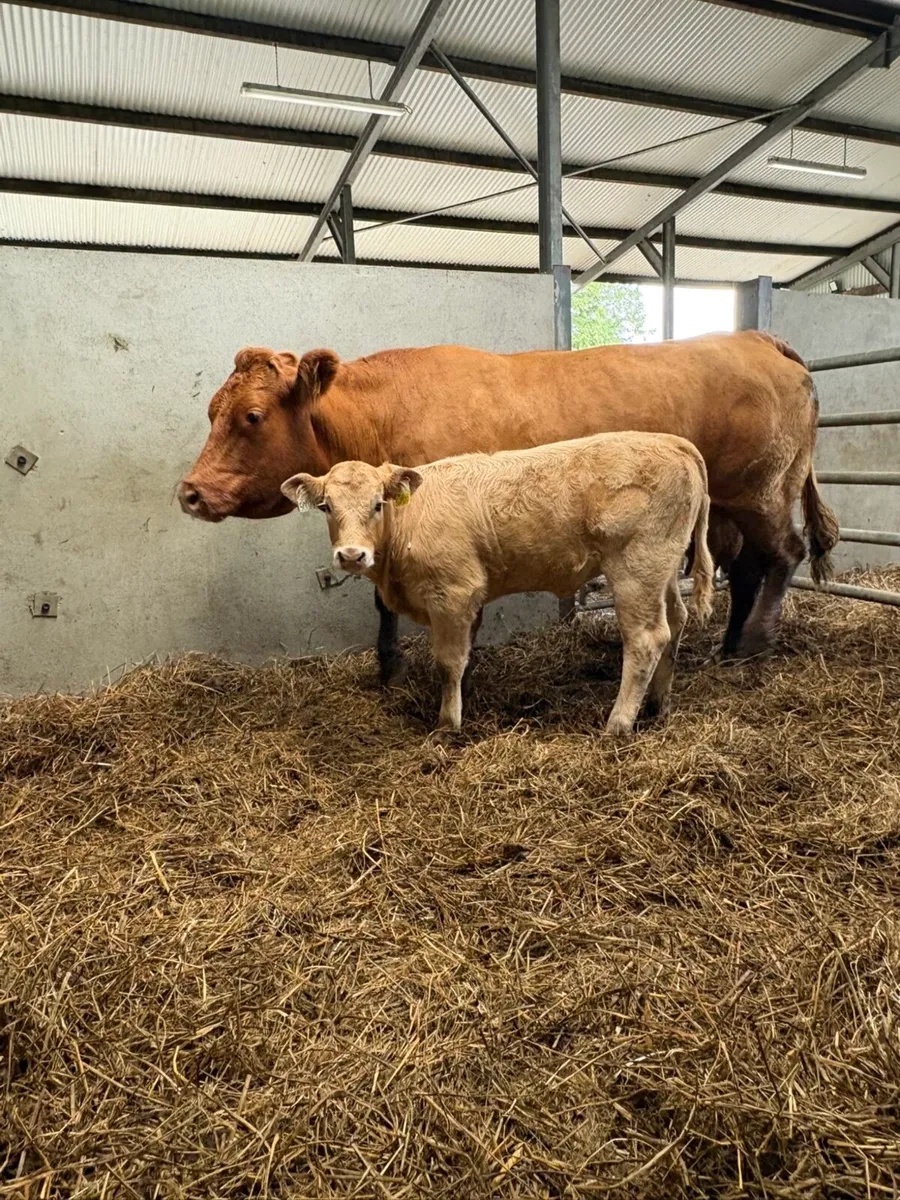 ⭐️⭐️super cow and calf ⭐️⭐️ - Image 1