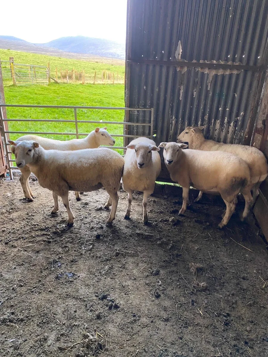 5 full Organic Texel cross Hoggets - Image 1