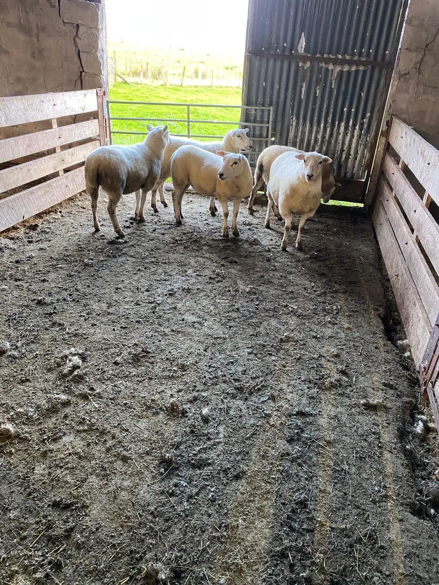 5 full Organic Texel cross Hoggets - Image 2