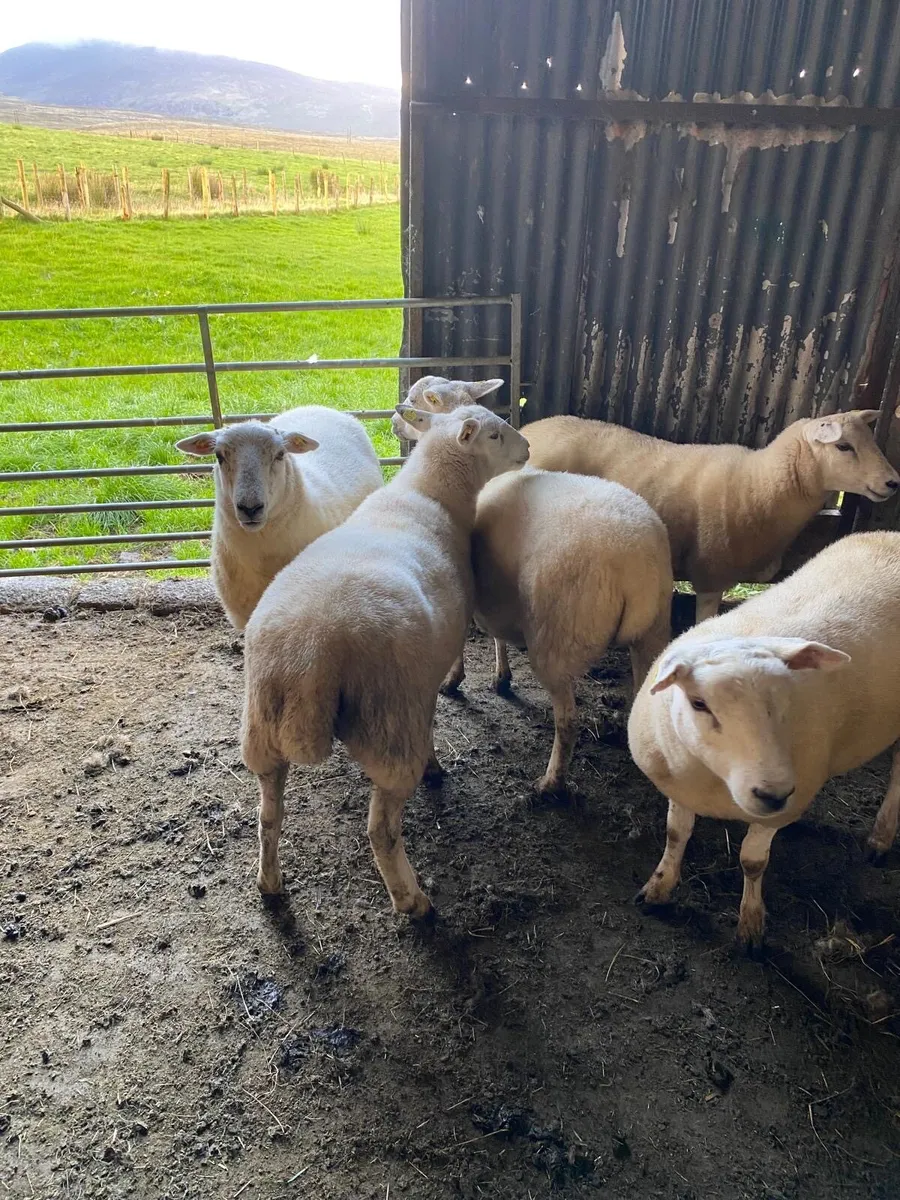5 full Organic Texel cross Hoggets - Image 3