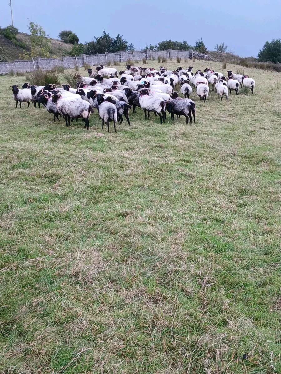 Mayo ewes - Image 3
